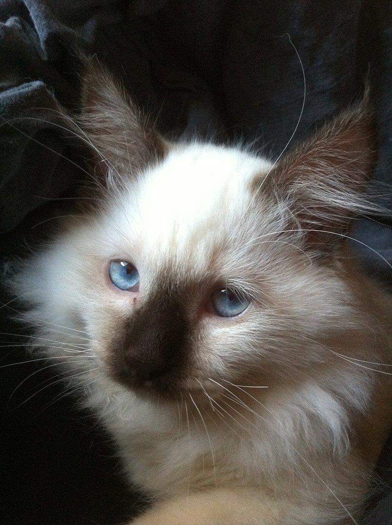 Hellig Birma Sir Bailey - Sir. Bailey
ca. 4 mdr. billede 1