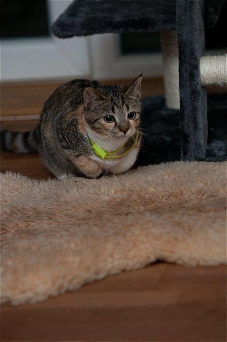 Huskat Nala *RIP* billede 1