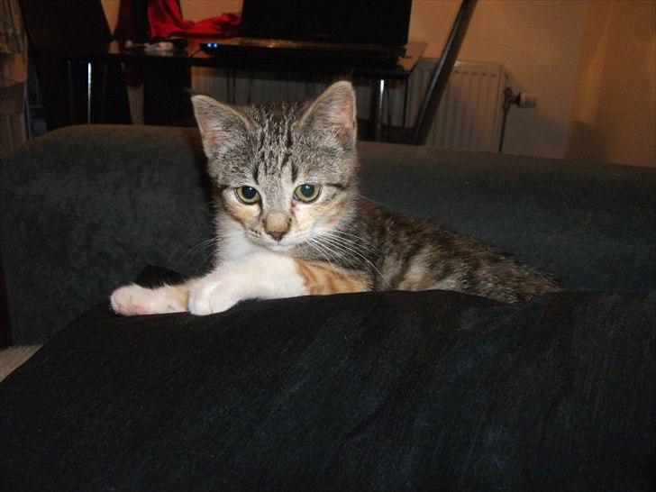 Huskat Nala *RIP* billede 2