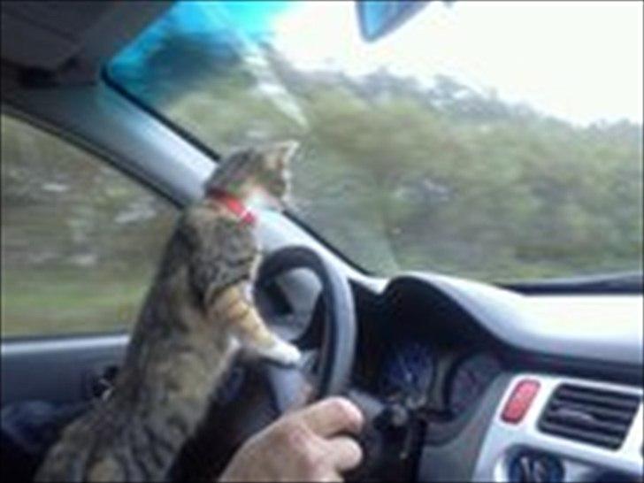 Huskat Nala *RIP* billede 3