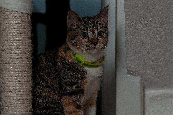 Huskat Nala *RIP* billede 4