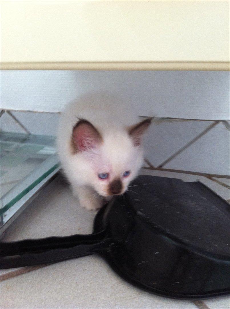 Hellig Birma Sir Bailey - 7 uger. billede 2