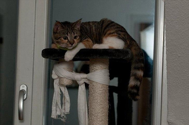 Huskat Nala *RIP* billede 5