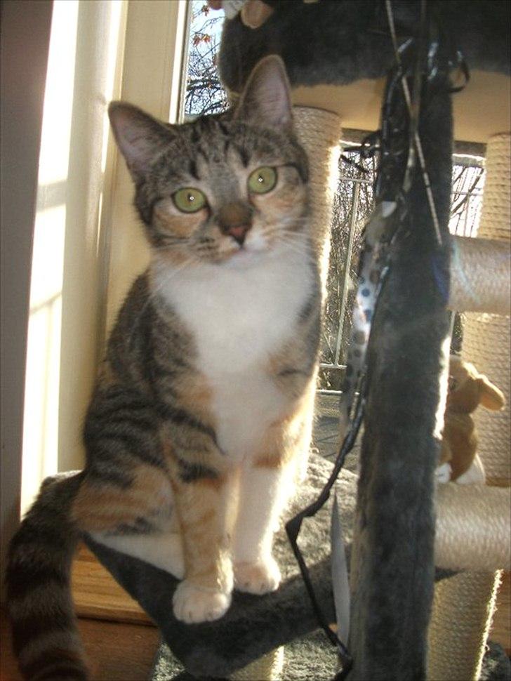 Huskat Nala *RIP* billede 7