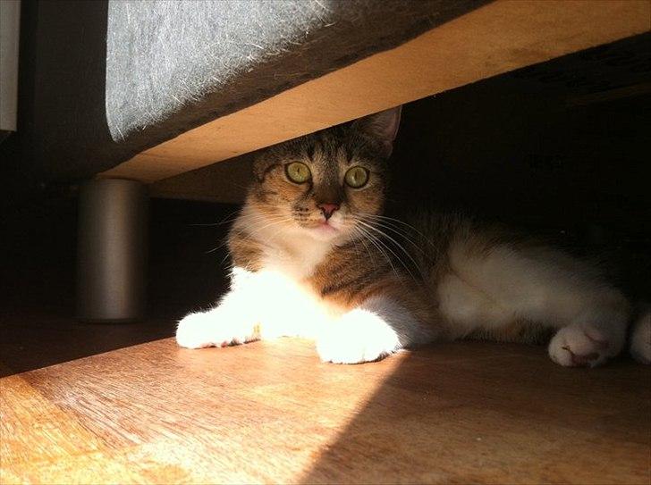 Huskat Nala *RIP* billede 8