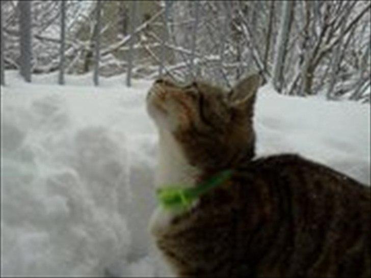 Huskat Nala *RIP* billede 9