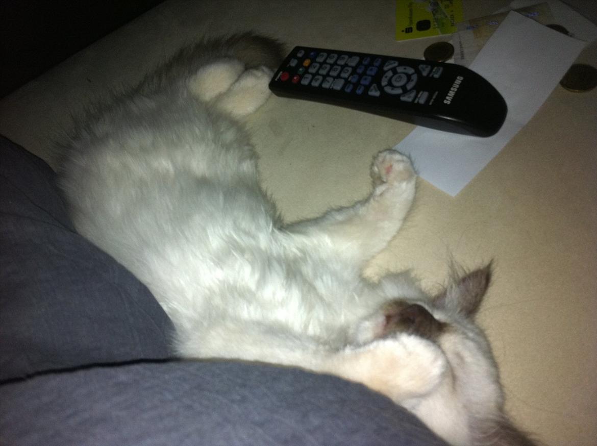 Hellig Birma Sir Bailey billede 3