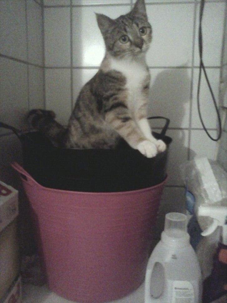 Huskat Nala *RIP* billede 10