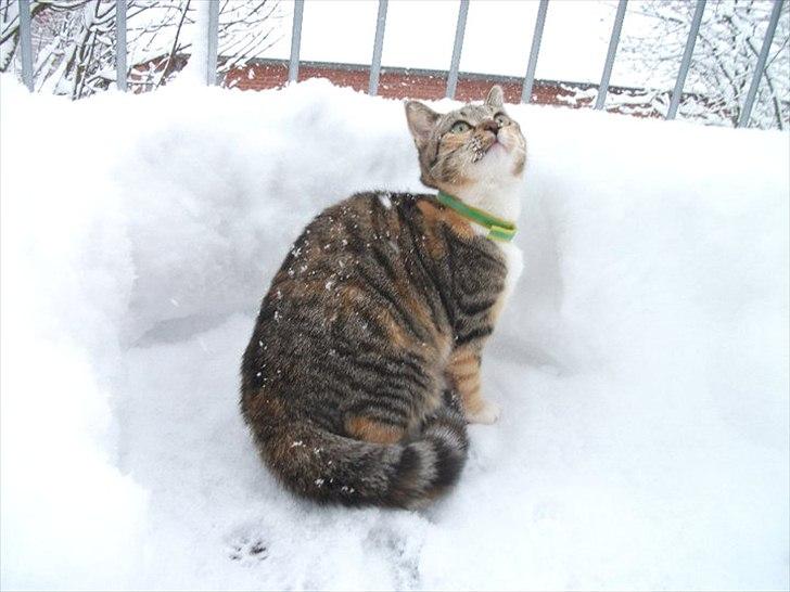 Huskat Nala *RIP* billede 11