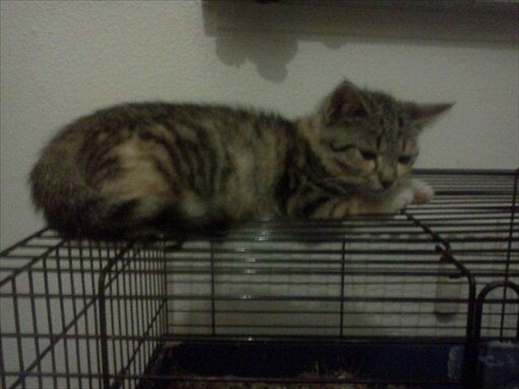 Huskat Nala *RIP* billede 13