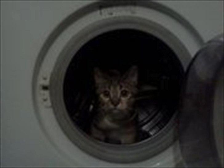 Huskat Nala *RIP* billede 15