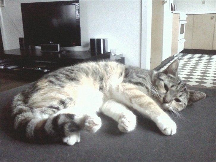 Huskat Nala *RIP* billede 16