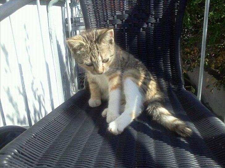 Huskat Nala *RIP* billede 17