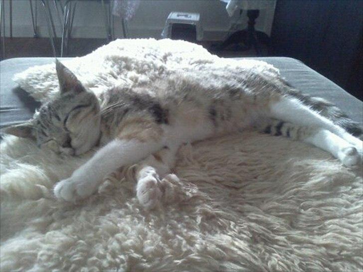 Huskat Nala *RIP* billede 18