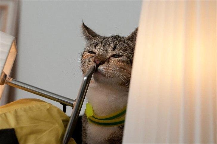 Huskat Nala *RIP* billede 19