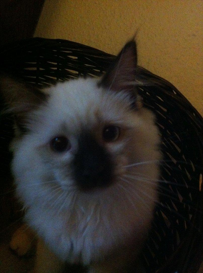 Hellig Birma Sir Bailey - 5 mdr. billede 4