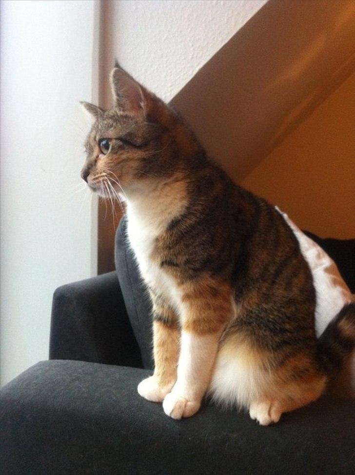 Huskat Nala *RIP* billede 20