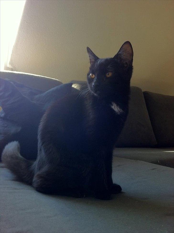 Huskat Sasha billede 1