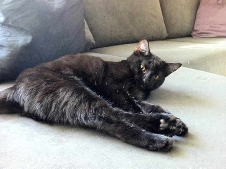 Huskat Sasha billede 2