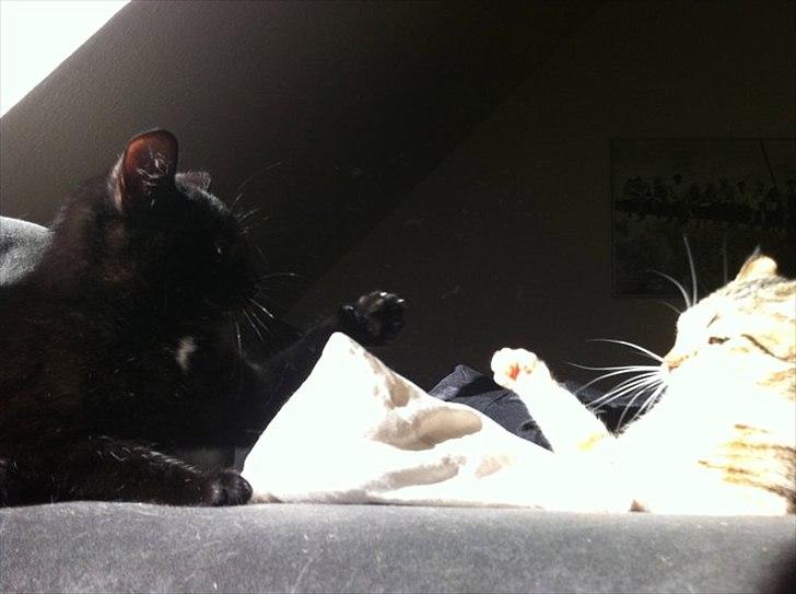 Huskat Sasha billede 3