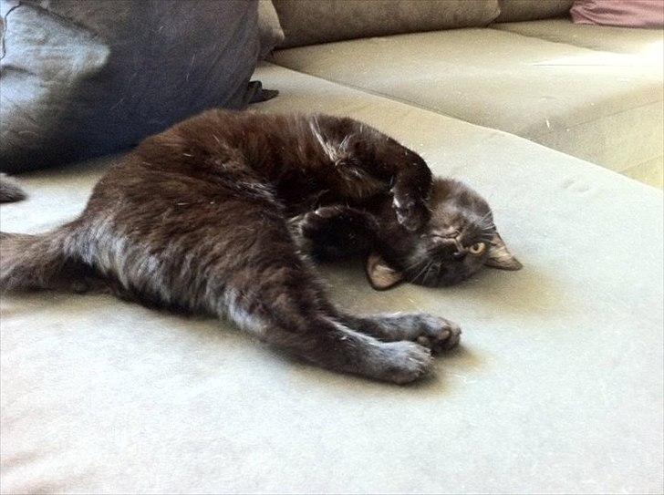 Huskat Sasha billede 4