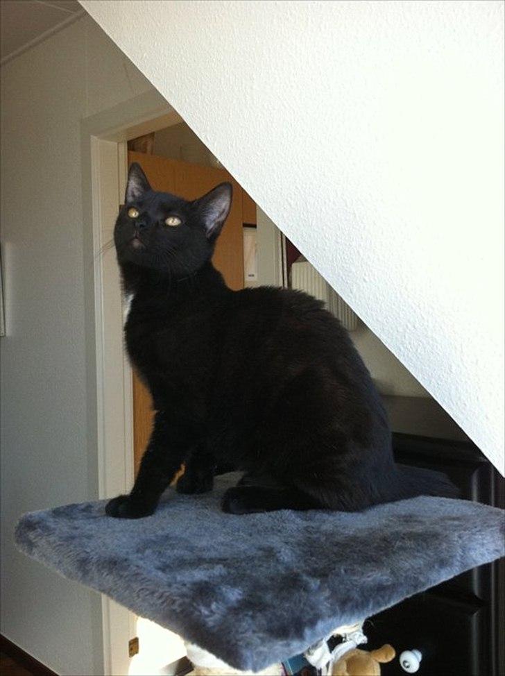 Huskat Sasha billede 5