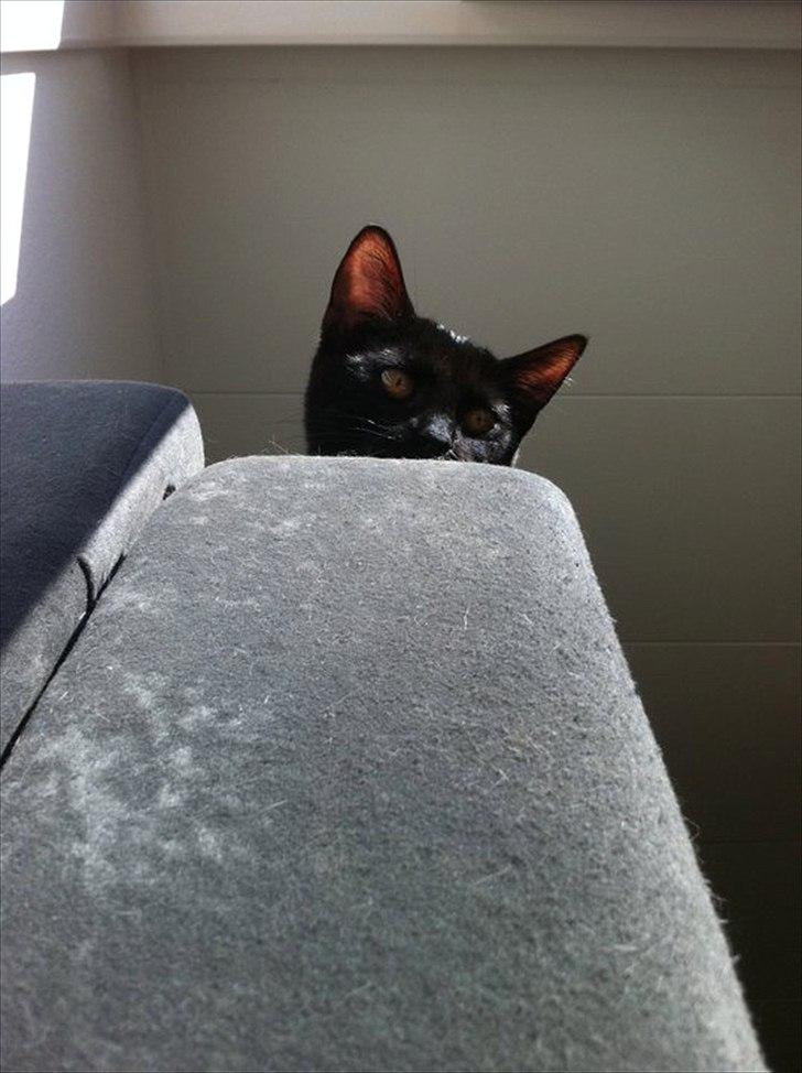 Huskat Sasha billede 6