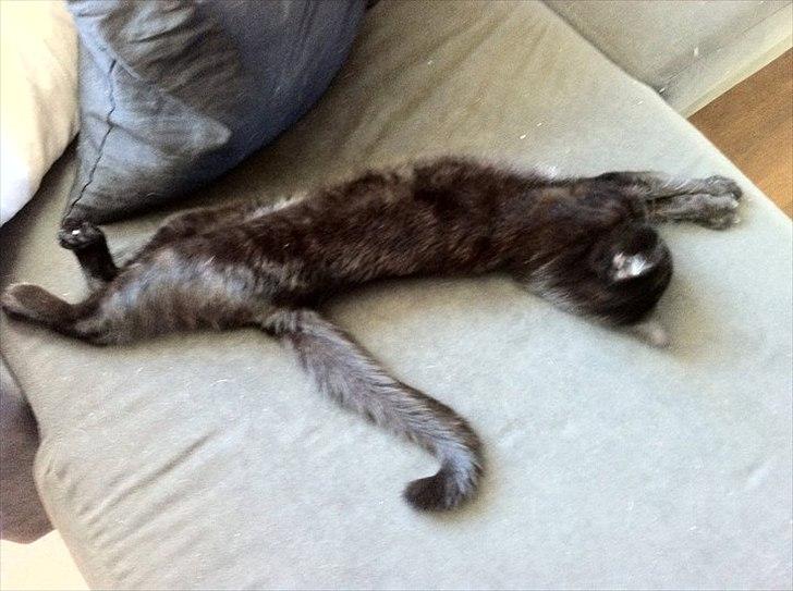 Huskat Sasha billede 7