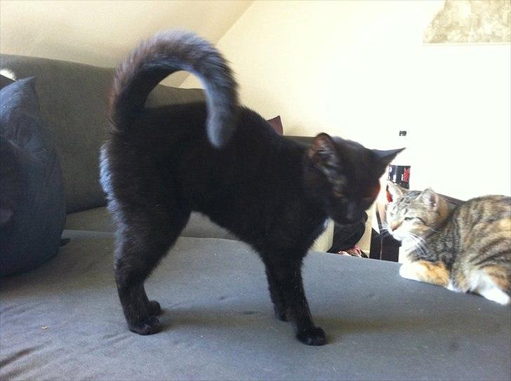 Huskat Sasha billede 8