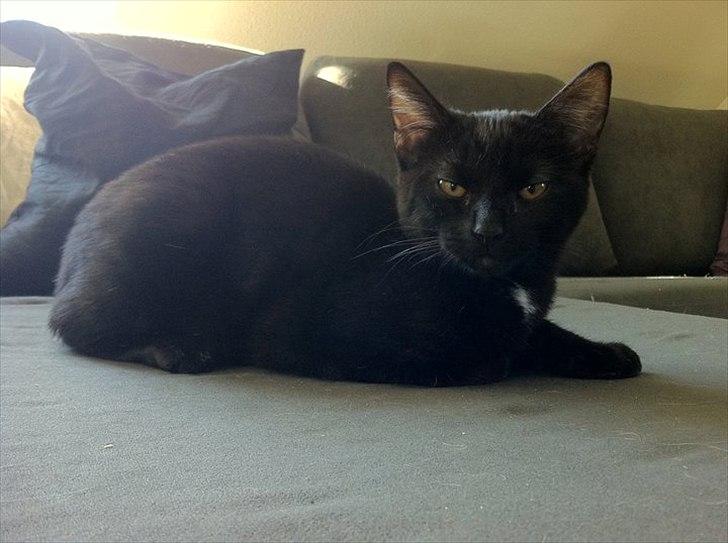 Huskat Sasha billede 9