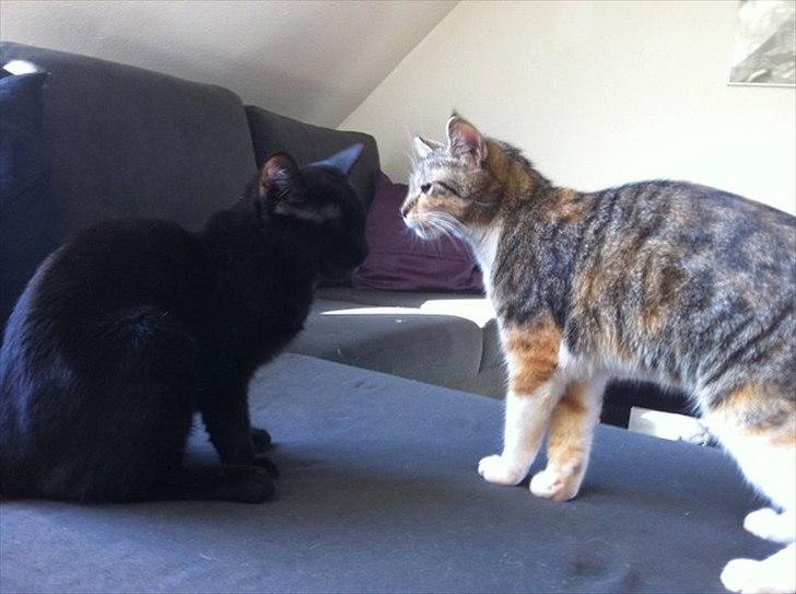 Huskat Sasha billede 10