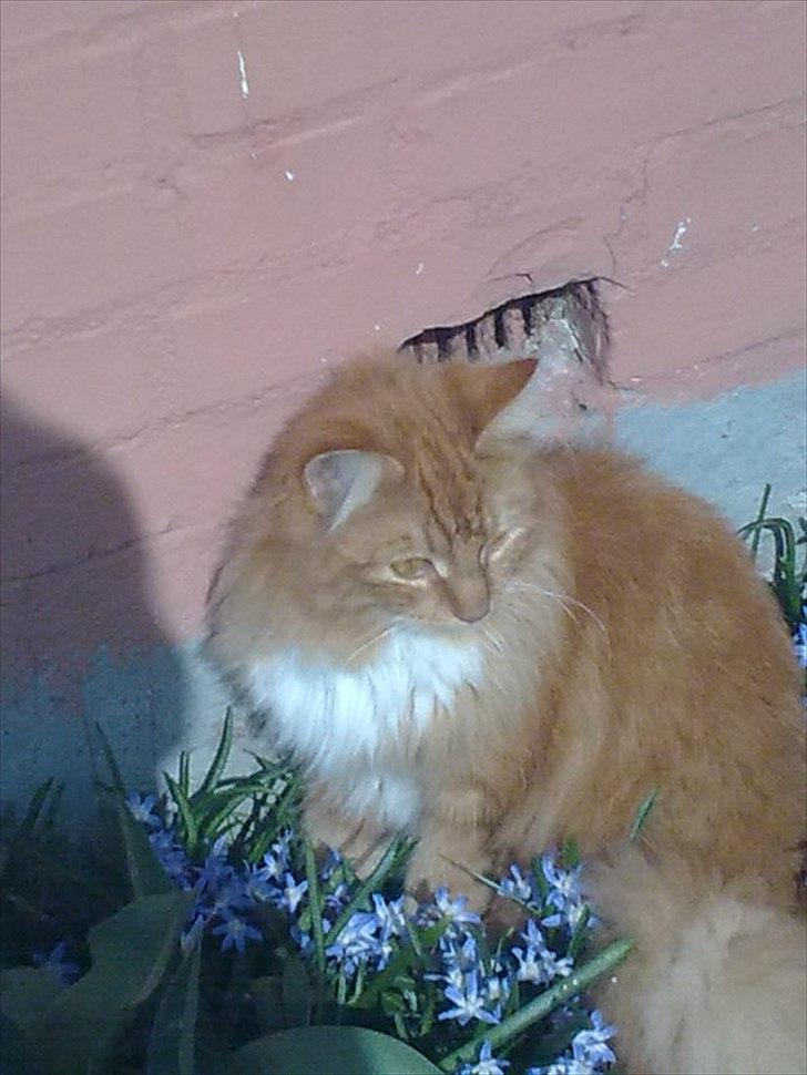 Norsk Skovkat Bakkegaardens Ginger - Ginger i blomsterne :) billede 21