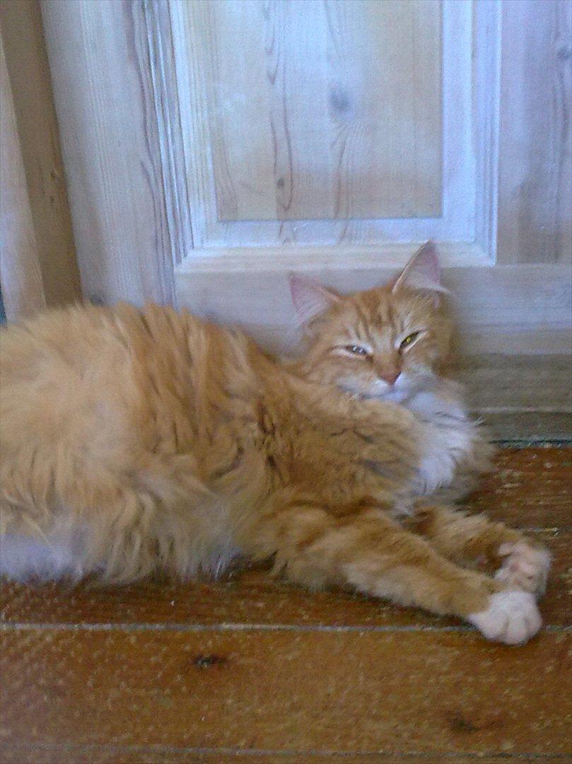 Norsk Skovkat Bakkegaardens Ginger - Ginger der snart skal ha' killinger :D billede 18