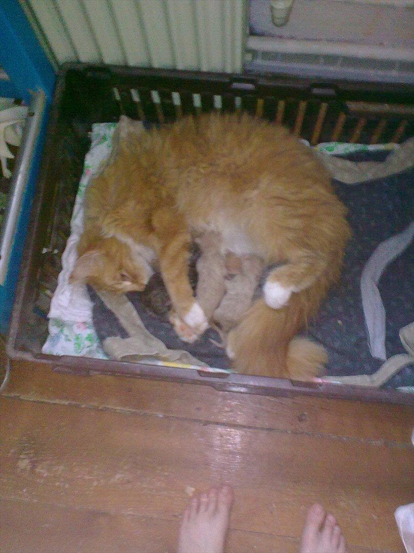 Norsk Skovkat Bakkegaardens Ginger - Søde Ginger og  hendes nyfødte killinger =D billede 19