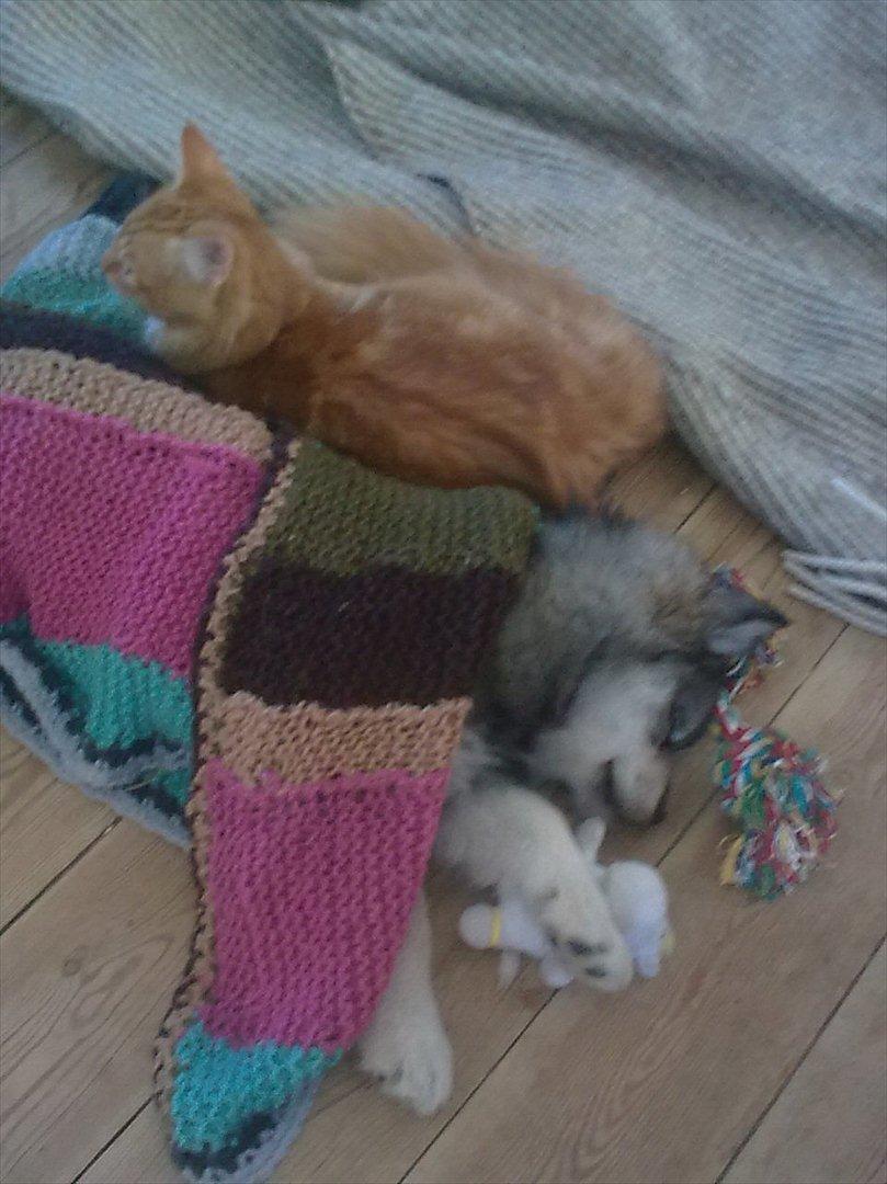 Norsk Skovkat Bakkegaardens Ginger - Ginger og Gypsy :D billede 22
