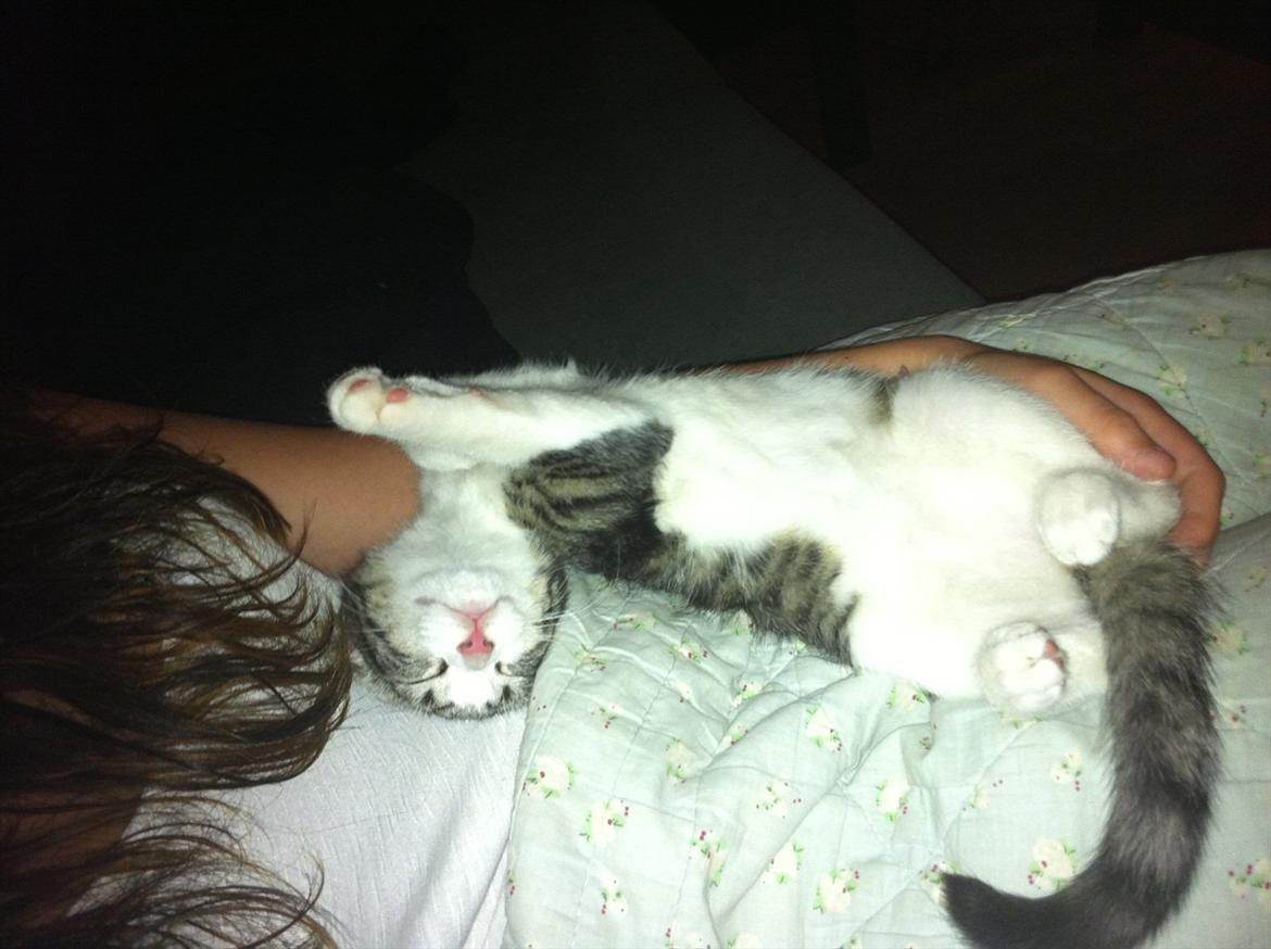 Huskat Yasmin  billede 1