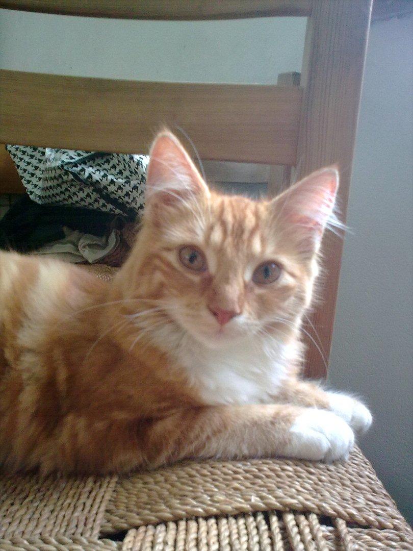 Norsk Skovkat Bakkegaardens Ginger - Ginger som ungkat :) billede 8
