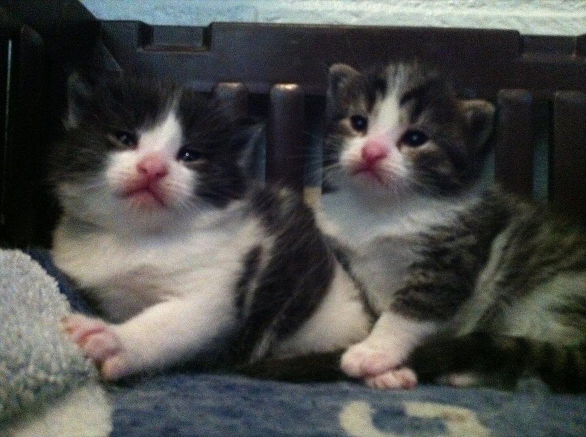 Huskat Yasmin  billede 2