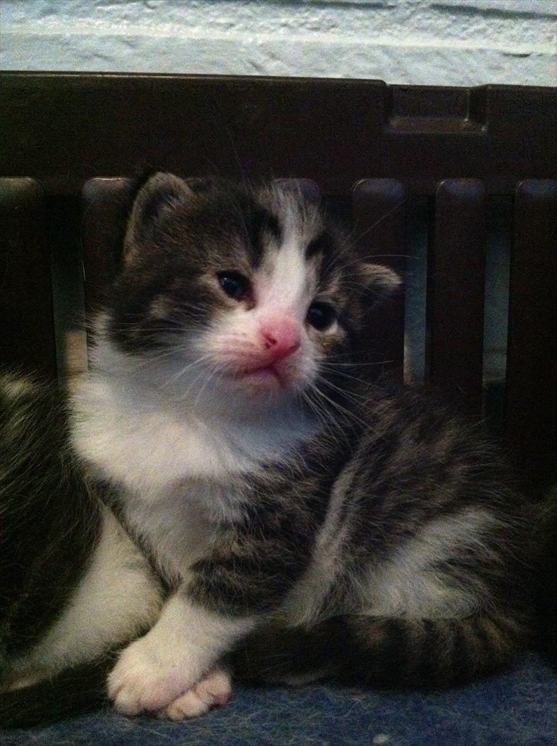 Huskat Yasmin  billede 3