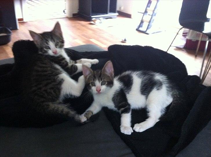 Huskat Yasmin  billede 4