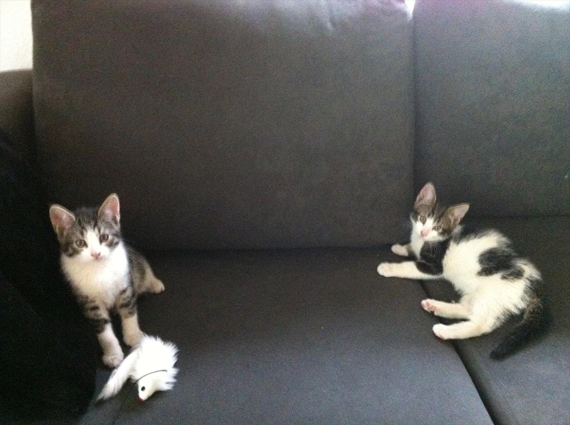 Huskat Yasmin  billede 5