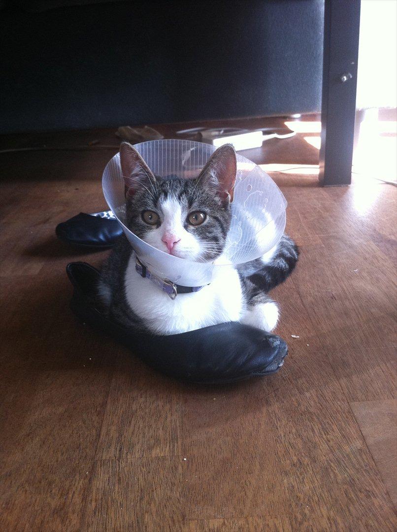 Huskat Yasmin  billede 6