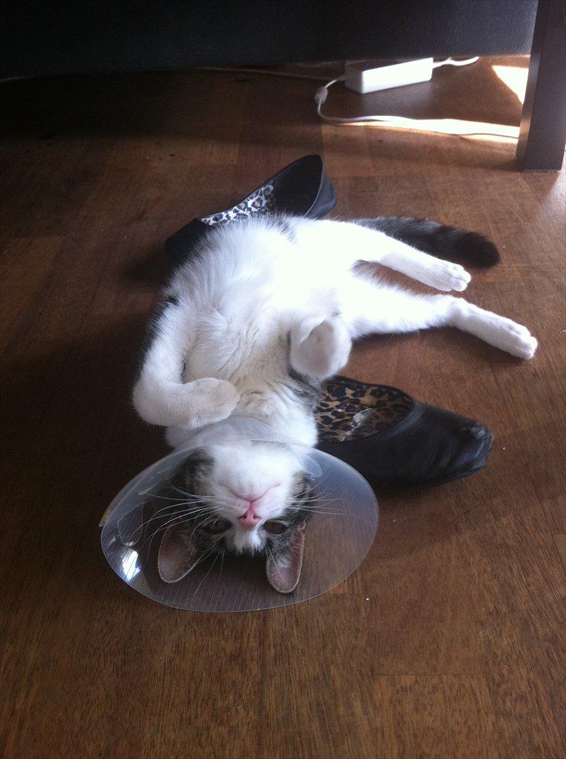 Huskat Yasmin  billede 7