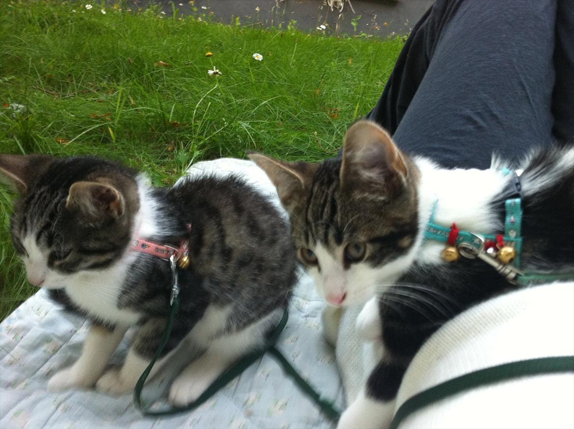 Huskat Yasmin  billede 8