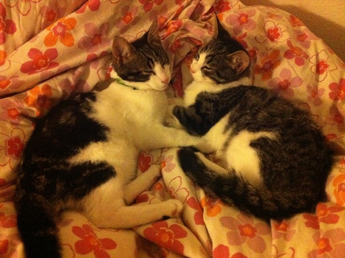 Huskat Yasmin  billede 9