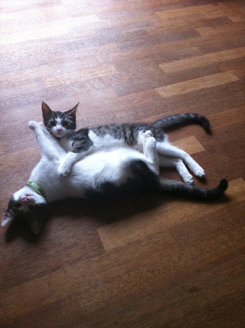 Huskat Yasmin  billede 10