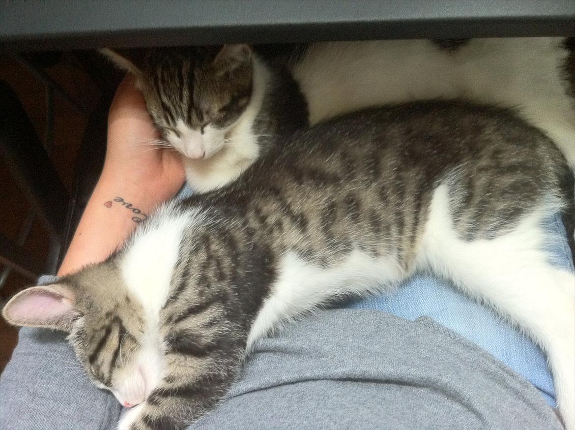 Huskat Yasmin  billede 11