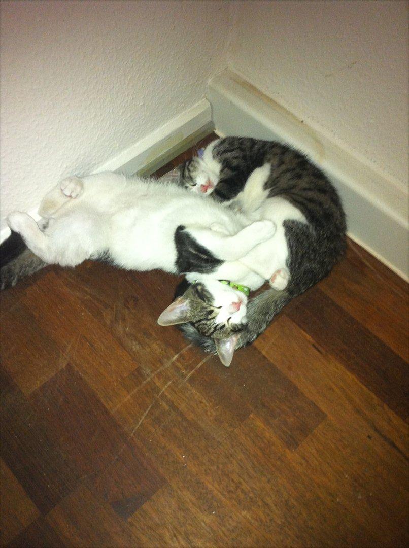 Huskat Yasmin  billede 12