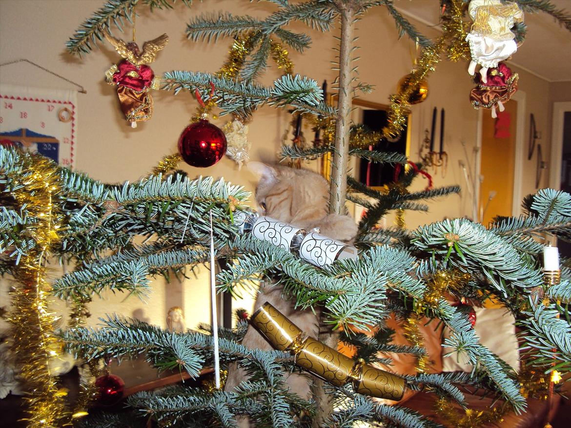 Huskat Tarzan *Efterlyst* - Såå er der noget ved at være indekat, der kommer jo træ i stuen :D 25.12.11 billede 4