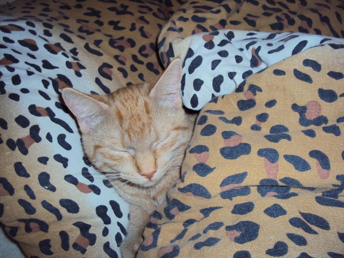 Huskat Tarzan *Efterlyst* - Lille putte missen :) 31.12.11 billede 5